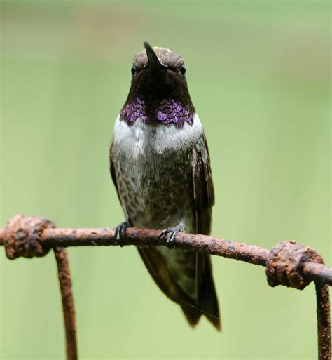 Gordons Birding Adventures Hummingbirds In Arizona