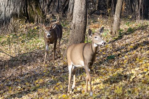 What to Know About Chronic Wasting Disease - National Land Realty News