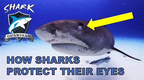 Shark Anatomy How Sharks Protect Their Eyes Youtube