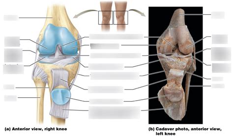 the knee joint diagram Diagram | Quizlet