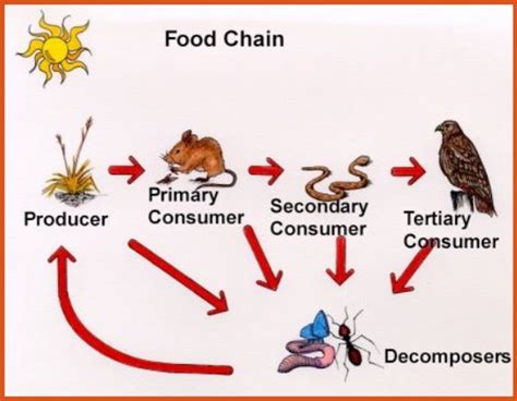 Animals Food Chains And Webs