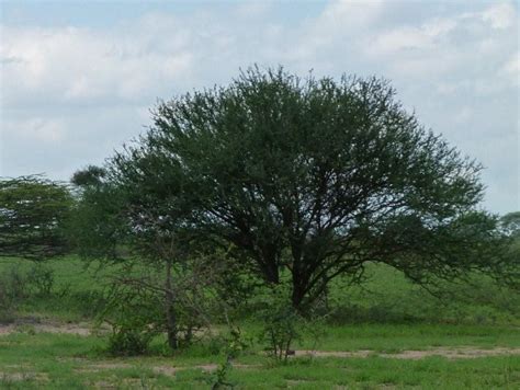 Safari Ecology: Why do savanna trees have flat tops?