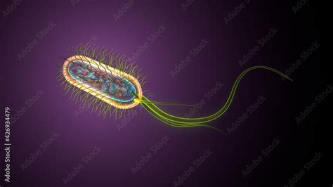 3d illustration of e coli bacteria shapes anatomy. Stock Illustration ...