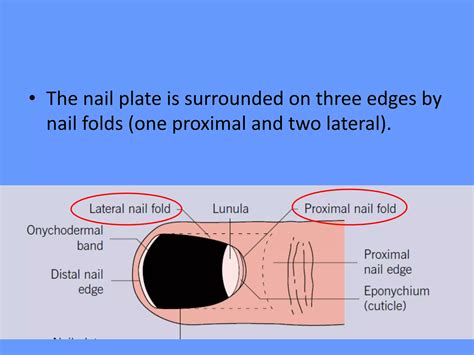 Nail Disorder Dr Aisha Almoosa Ppt