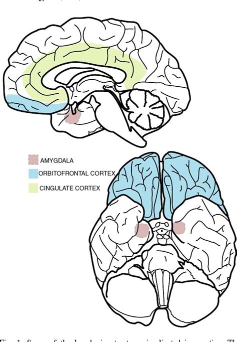 Figure 1 From The Functional Neuroanatomy Of The Human Orbitofrontal