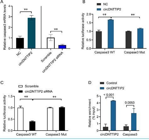 Figure From Berberine Protects Hepatocyte From Hypoxia Reoxygenation