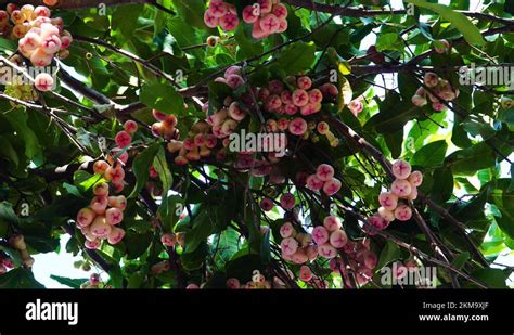 Chinese plum tree Stock Videos & Footage - HD and 4K Video Clips - Alamy