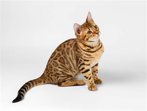 Bengal Cat: character, appearance, price - zooplus Magazine