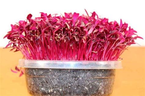 How To Grow Amaranth Microgreens Vibrant And Unique Home Microgreens