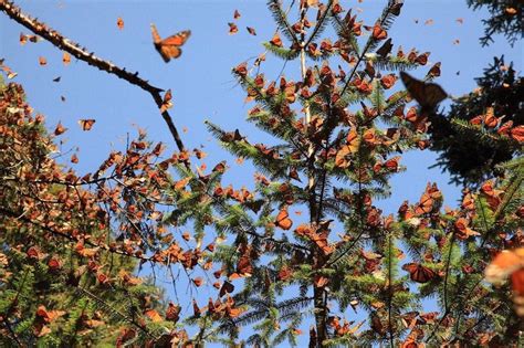 La Capital Abre Santuario De La Mariposa Monarca En Michoacan