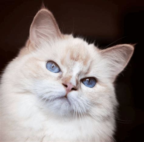 Cinnamon Ragdoll Cats: The Facts