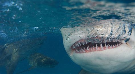 Shark Teeth Facts: Everything You Need to Know