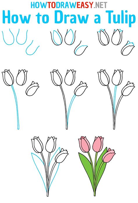 How To Draw A Tulip Step By Step Tulip Drawing Tulips Flower