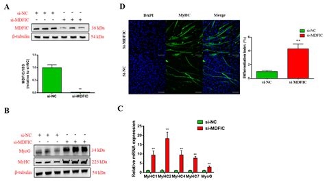 Genes Free Full Text Bta Mir 23a Regulates The Myogenic