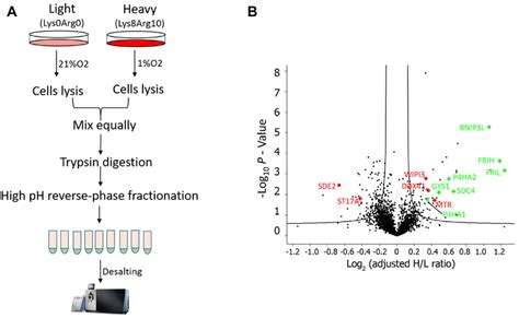 Silac Based Quantitative Analysis Of Proteins Regulated By Hypoxia In