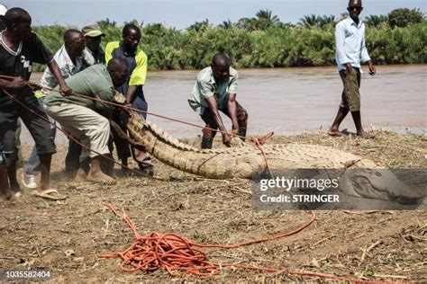 16 Crocodile Wound Stock Photos, High-Res Pictures, and Images - Getty Images