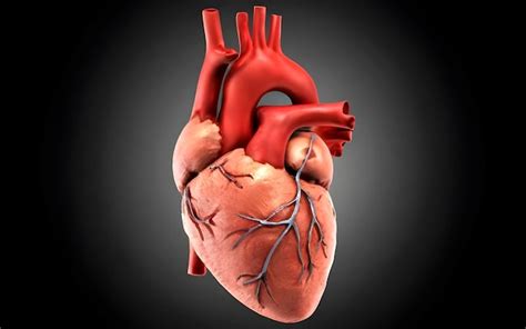 Premium Photo Anatomy Of Human Heart Ai Generated