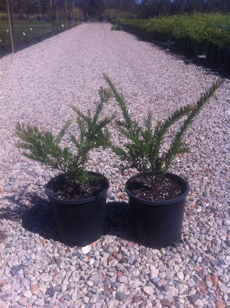 Grevillea rosmarinifolia - Andreasens Green