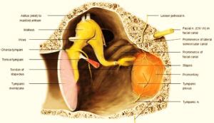 ear - MIDDLE EAR CLEFT - Dr. Meenesh Juvekar - ENT Specialist