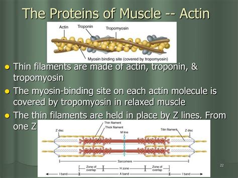 Ppt Three Types Of Muscle Tissue Powerpoint Presentation Free Download Id 6036446