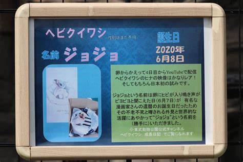 ヘビクイワシの子供たち「パックンチョ＆ジョジョ」～その血の運命（さだめ） （ 東武動物公園 April 2021） 続々・動物園ありマス。