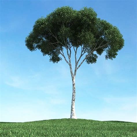 Tall Tree 3D model | CGTrader