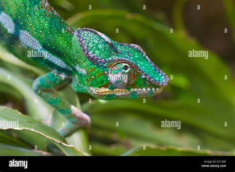 Camaleon Pantera De Madagasccar Fotografías E Imágenes De Alta