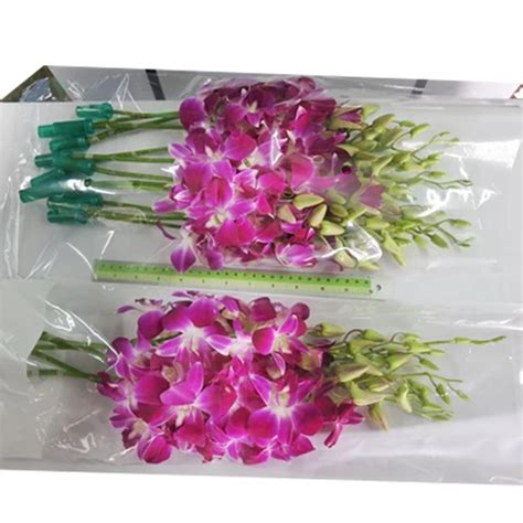 Buy Fresh Cut Flowers Orchid Sonia Dendrobium Stems Box Purple From