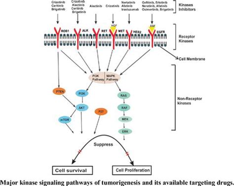 肺癌治疗中的酪氨酸激酶抑制剂 Tkis：综合分析current Cancer Drug Targets X Mol