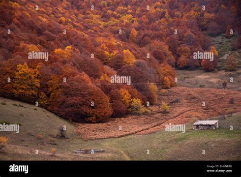 Autumn seasonal landscape with orange trees Stock Photo - Alamy