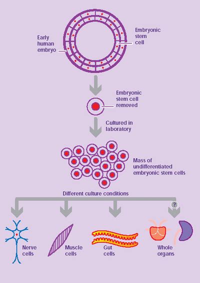 EMBRYONIC STEM CELL ETHICS - Home