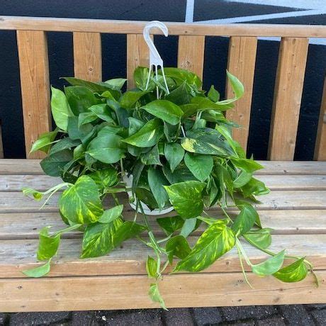 8" Golden Pothos Hanging Basket - Flowers Talk Tivoli