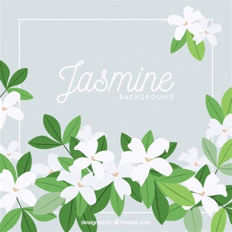 Jasmine Flower Vector At Getdrawings Free Download