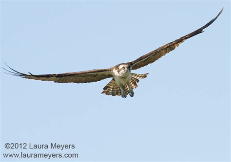 Birds Of Prey Archives Laura Meyers Photography