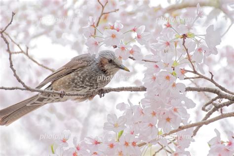 ヒヨドリと桜 写真素材 5460561 フォトライブラリー Photolibrary