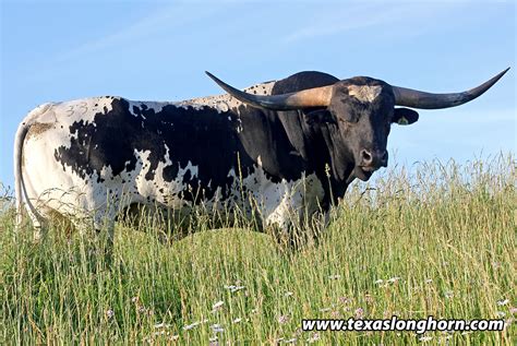 Rocking O Longhorns - Texas Longhorn herd sires and bulls