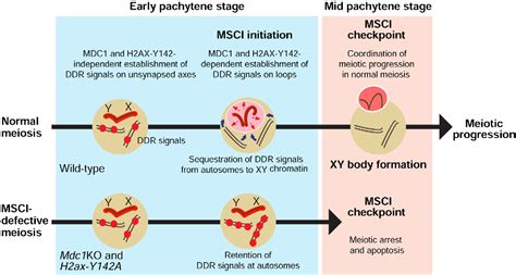 Figure 1 From The Initiation Of Meiotic Sex Chromosome Inactivation Sequesters Dna Damage