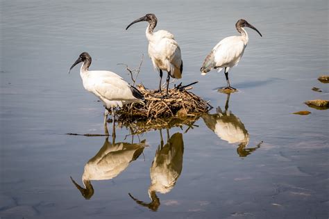 Australian Water Birds - Australia's Wonderful Birds