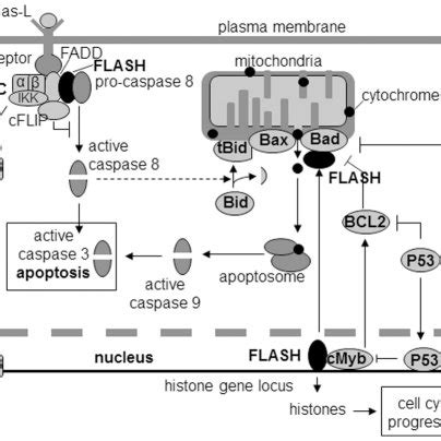 In the extrinsic pathway, the Fas ligand (FasL) binds to the Fas ...