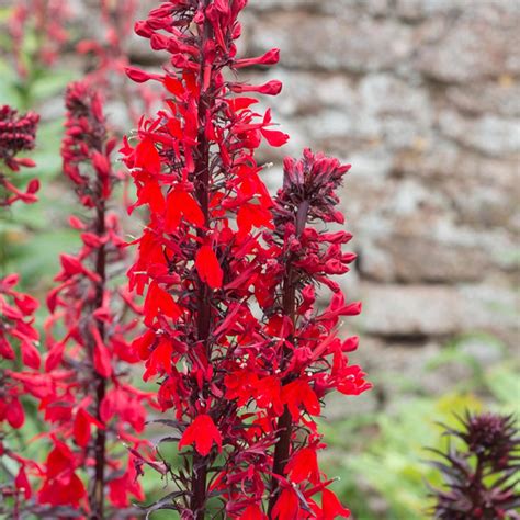 10 Best Plants for a Rain Garden — The Family Handyman