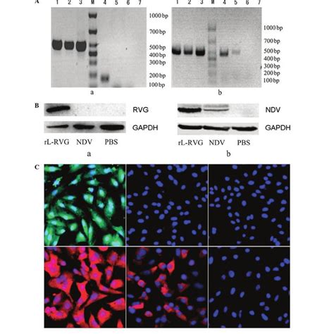 Expression Of The Virus In A Cells A A Expression Of Rvg Mrna