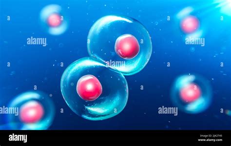 Illustration of the daughter cells produced by mitosis Stock Photo - Alamy