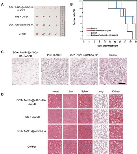 In Vivo Antitumor Activity Of Different Types Of Cal Tumor Bearing