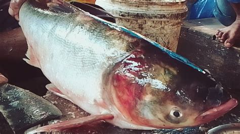 Big Size Silver Carp Fish Cutting Amazing Cutting Skills Giant Silver