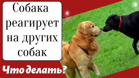 Собака реагирует на других собак на поводке. Как отвлечь? - YouTube