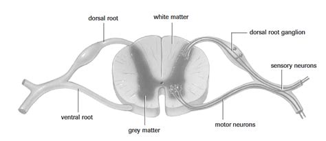 Spinal Cord Ms Gallagher S Classroom