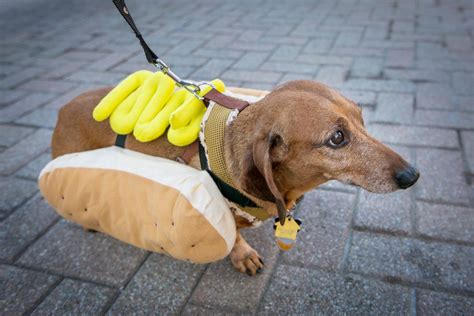 Photos: The 10th Annual Running Of The Wiener Dogs At Oktoberfest ...