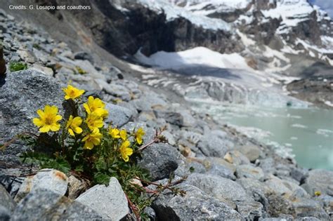 Alpine plants: persistent and endangered — CIPRA (e)