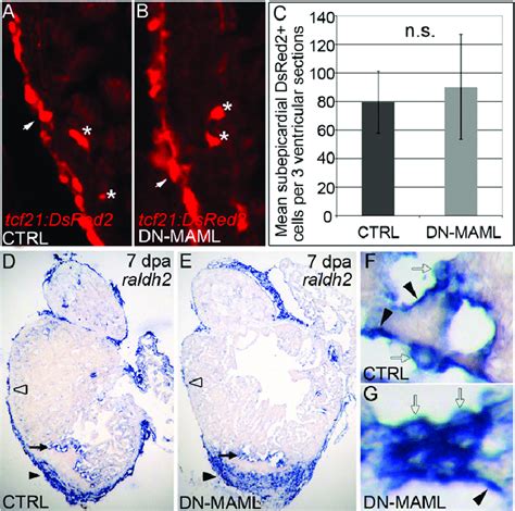 Notch Signaling Is Dispensable For Injury Induced Epicardial And