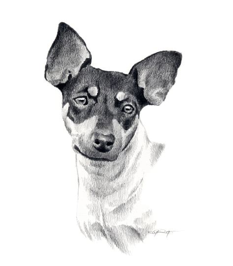 Pencil Drawing Rat Terrier Art Rat Terriers Animal Drawings